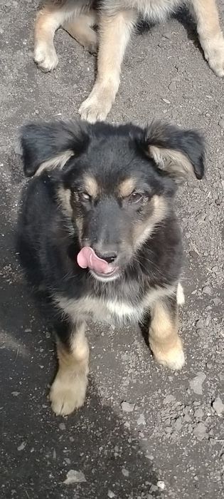 Очень милые Щенки