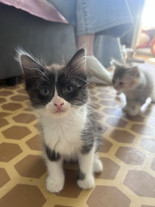 Отдам котят в добрые руки