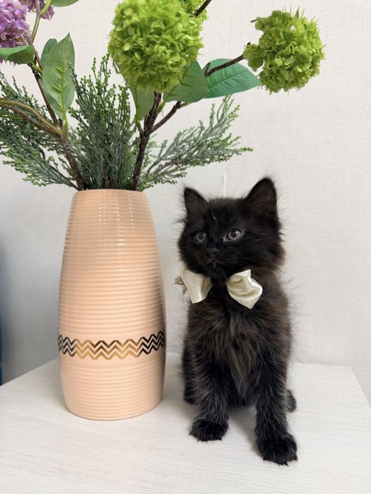 Отдадим котят в добрые руки