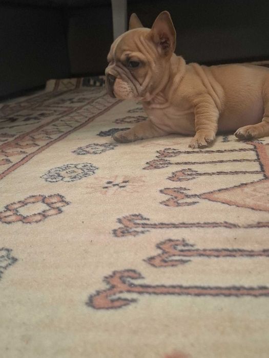 Френски булдок-бикроп изабела 900евро