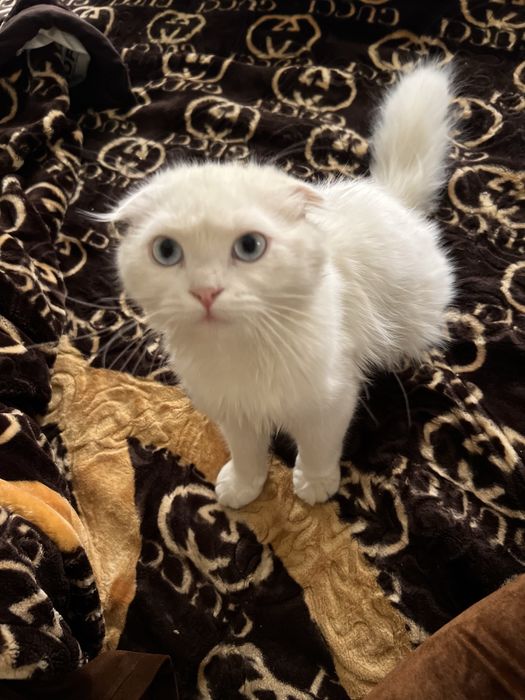 Oppoqina mushukcha sotiladi