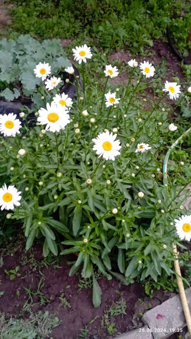 Продам,ромашки .