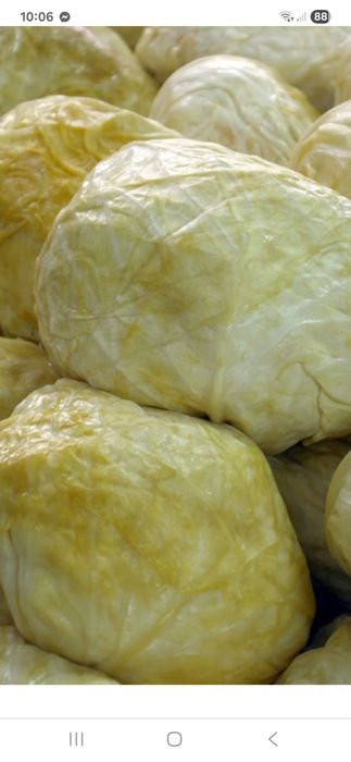 Varza murata  cantitate mare