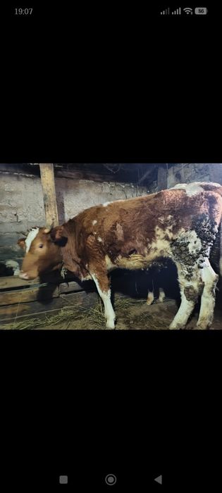 Продается тёлка 2 года