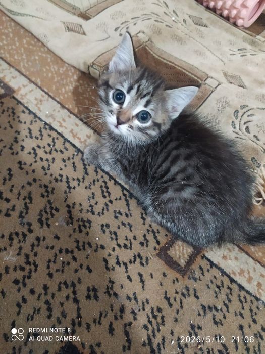 котята 1-месячные