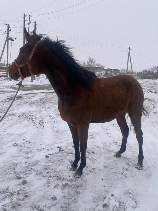 Продам чк кобылу