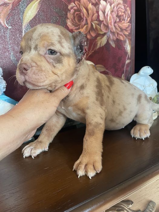 Американский булли