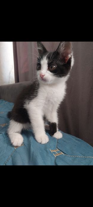 Котенок, мальчик