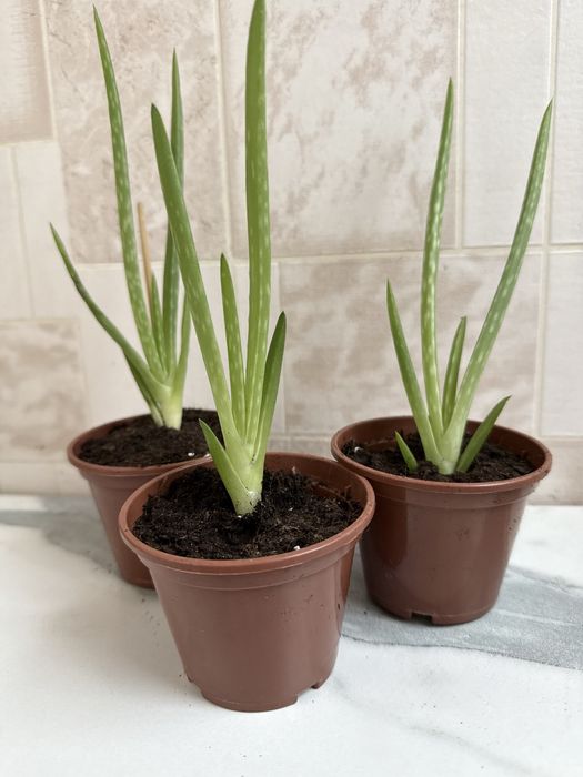 Алоэ вера лечебный