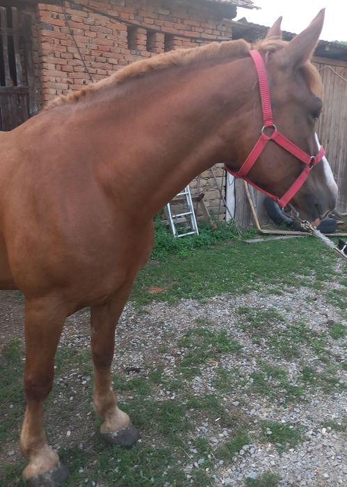 Vand iapa 5 pe 6 ani.