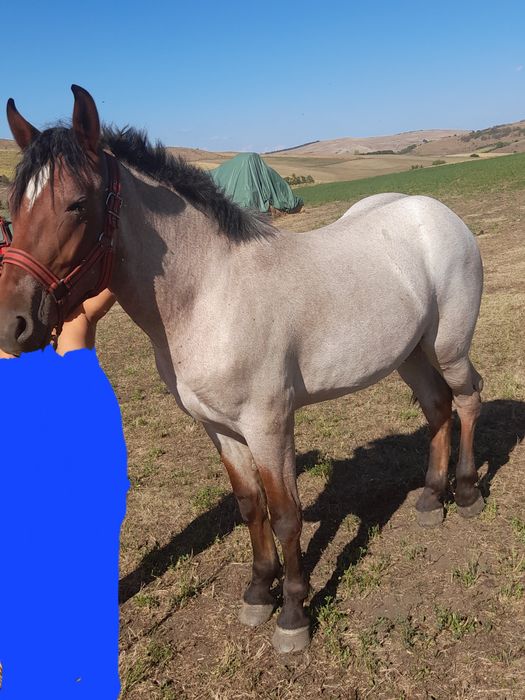 Mânză de vânzare