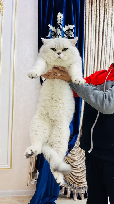 Вязка. Серебристый шиншилла. Британский