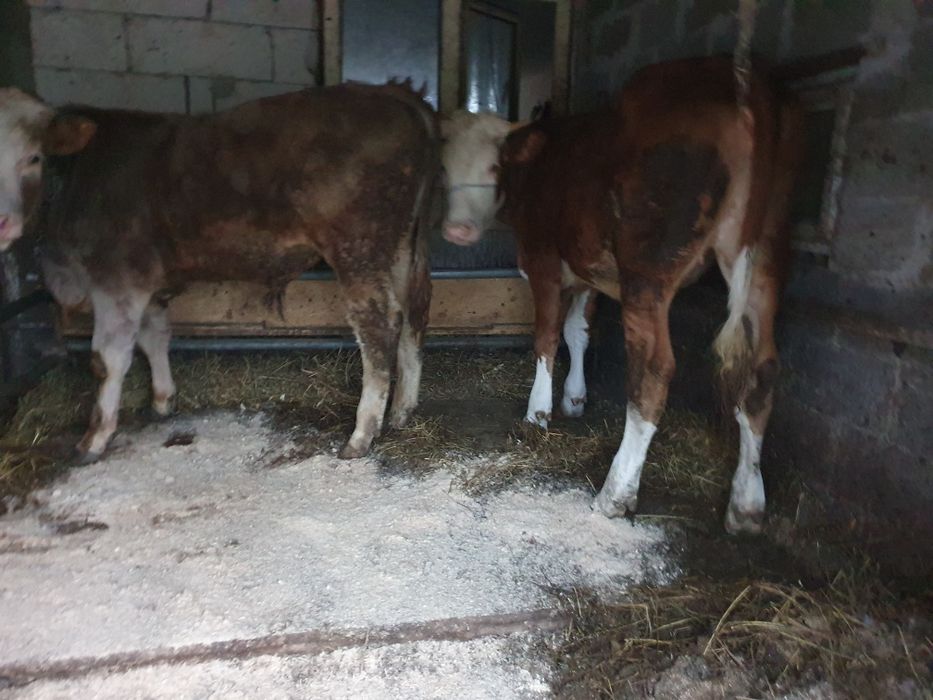 Tãuras si juncã de vanzare