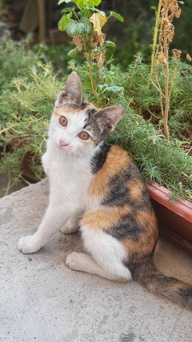 Котята в ответственные руки