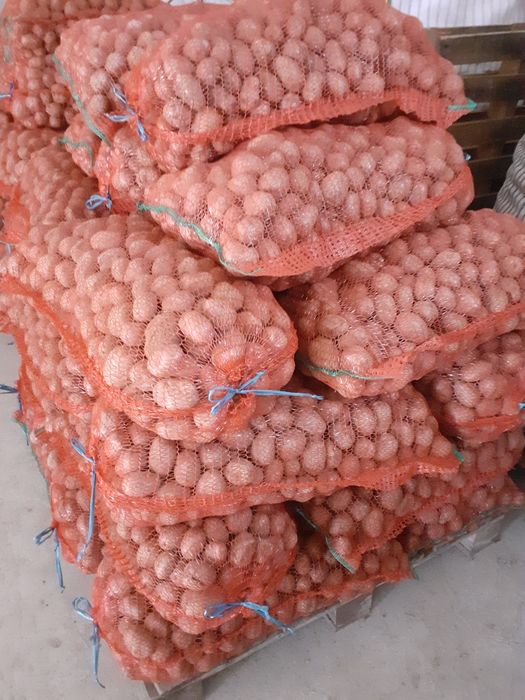 Cartofi de sămânța de vânzare