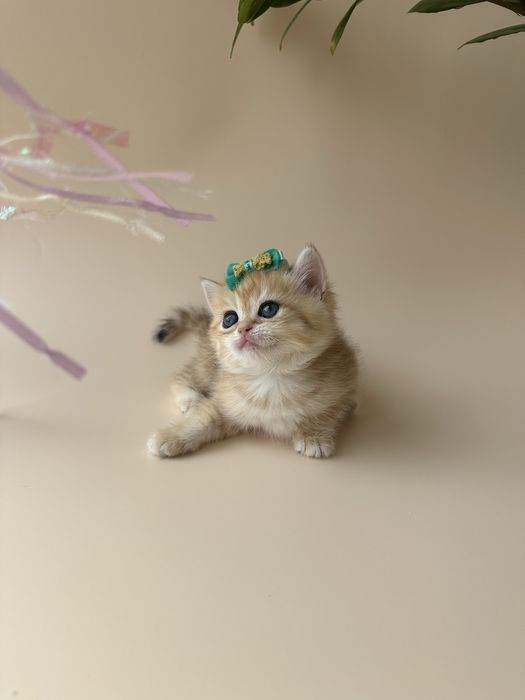 Британский котенок окрас Шиншилла