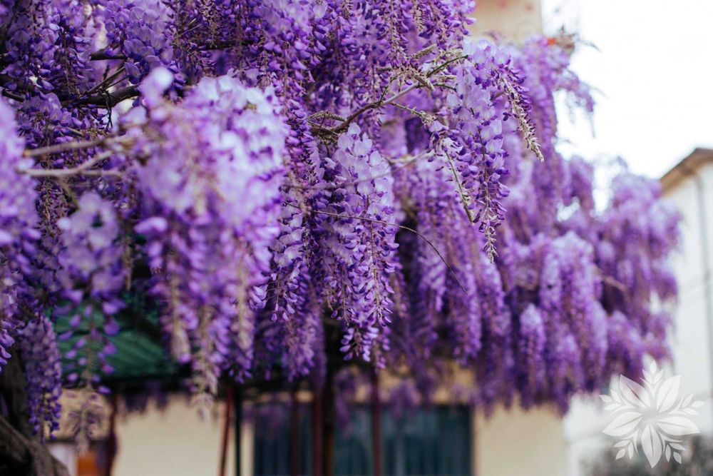 Вистерия -Глициния