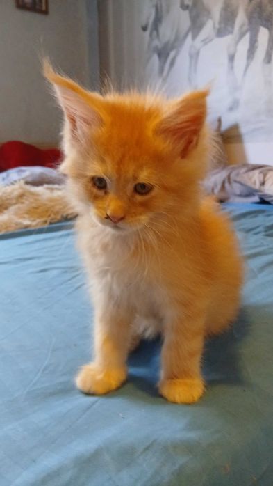 Vand baietel Maine coon