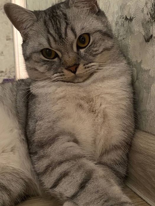 Отдам породистого кота 1 год