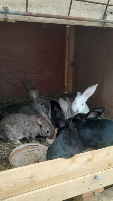 Продам кроликов 8 штук
