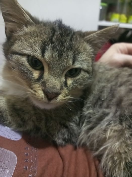 Отдадим в добрые руки.