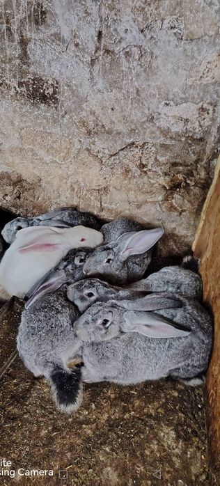 Продавам млади зайци