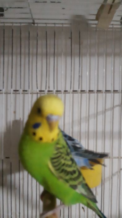 Valnisti papugay nolofka yowga tolgan