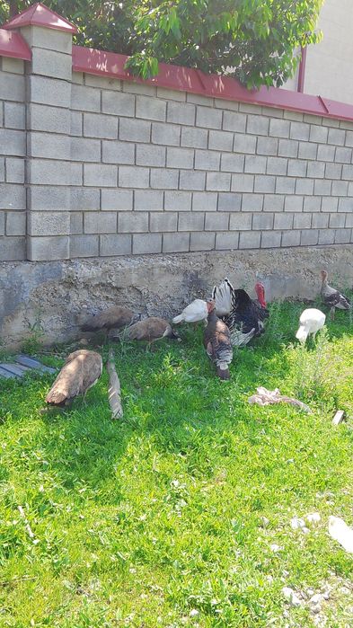 Продам Индюка и индюшек с птенцами