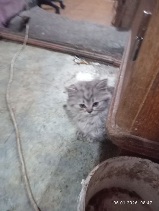 Британские   котята