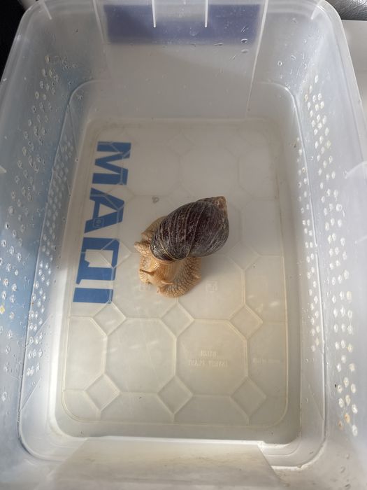 Улитка ұлу продам