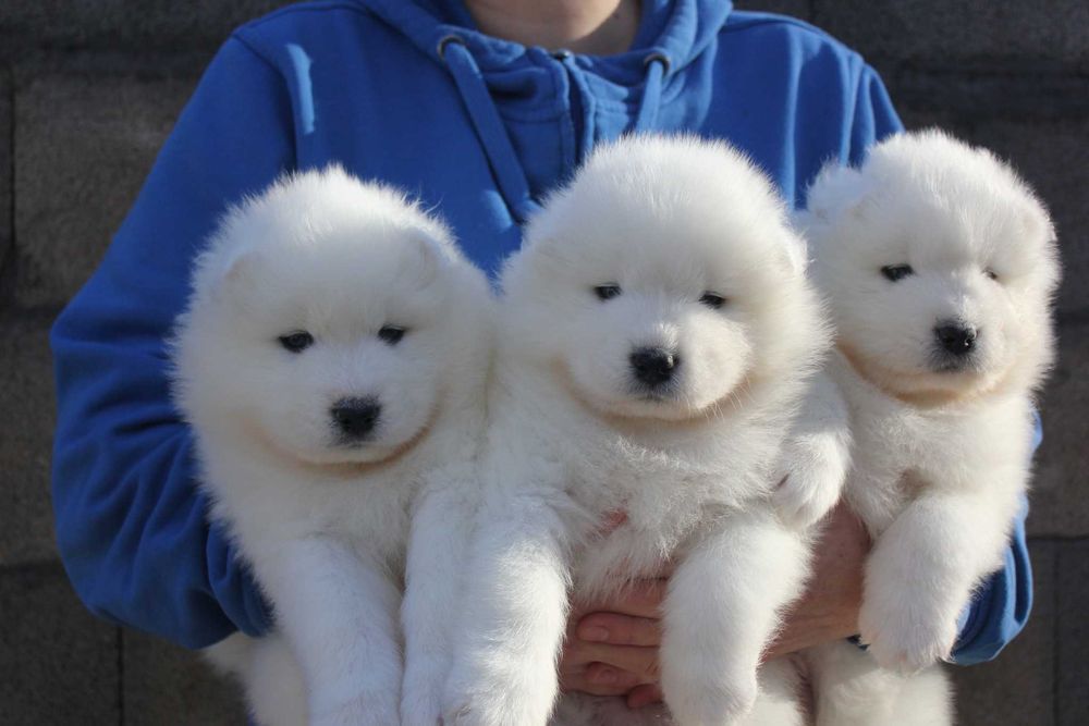 самоед бебета момченца