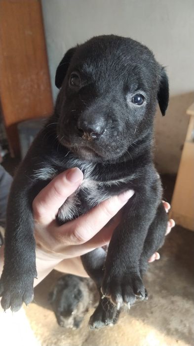 Отдам щенят  в добрые руки