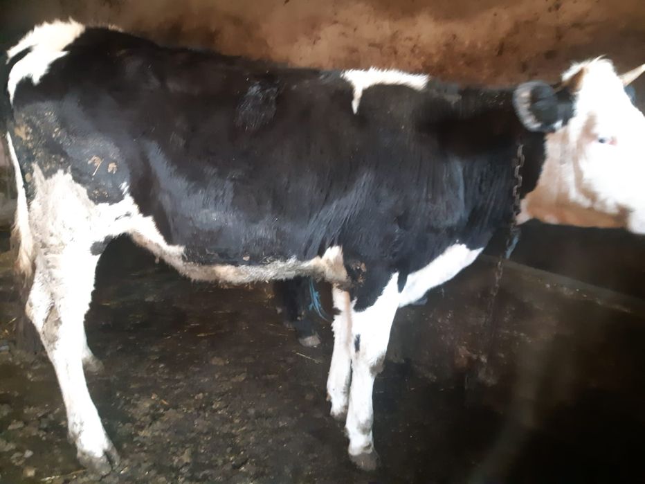 Vând vițea Holstein