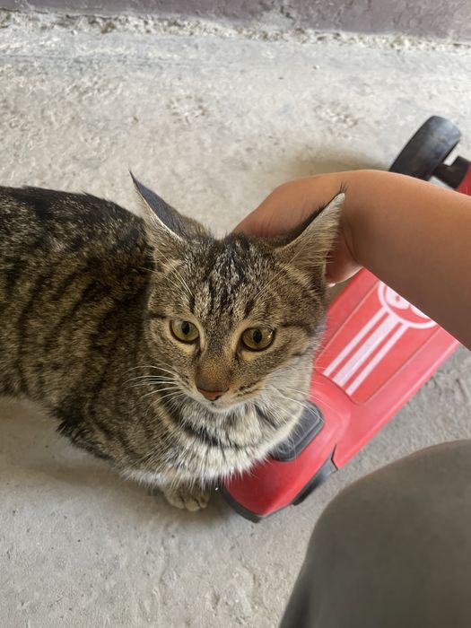 Damashniy mushuk , bolalari bilan