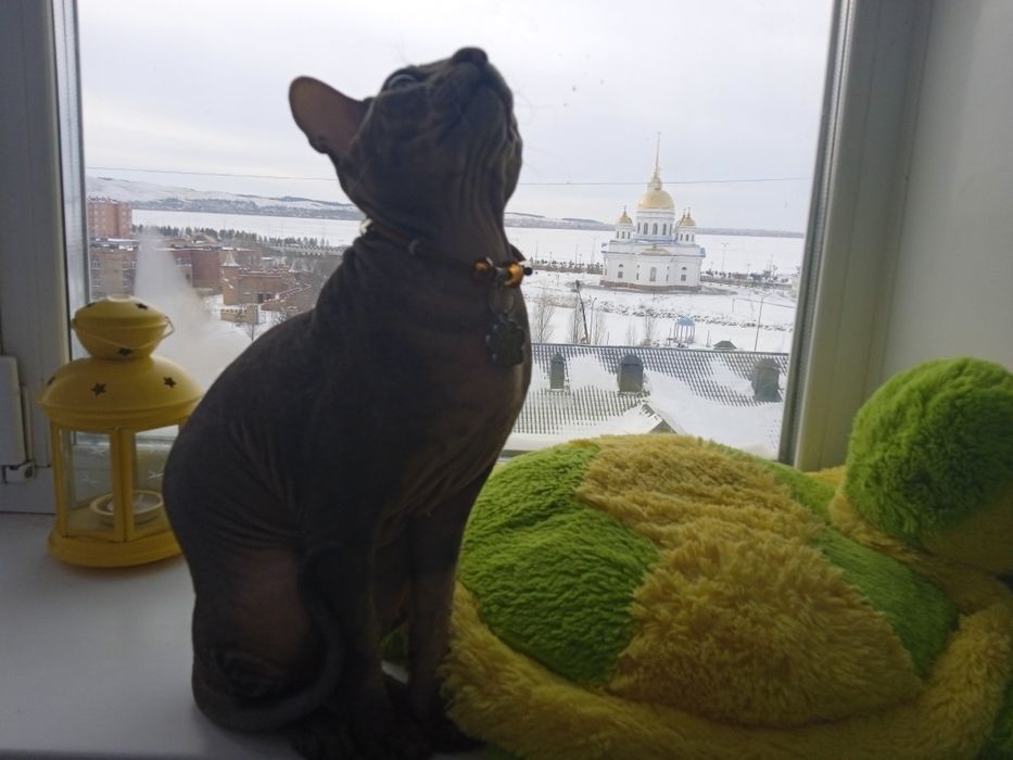 Вязка кошек сфинксов