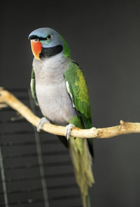 Продаётся птенец Китайского Кольчатого попугая.