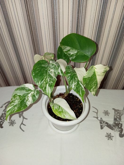 Монстера Манки Адансон