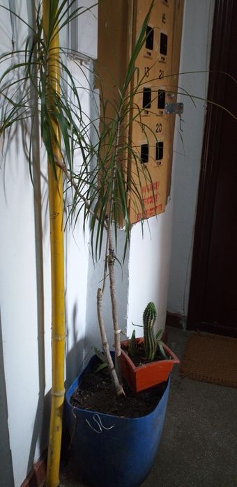 Planta Dracaena de birou