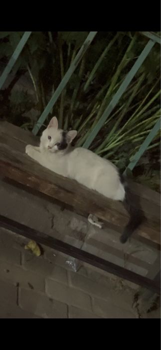 Котенок в поисках дома!