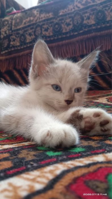 Отдам котята в добрые руки