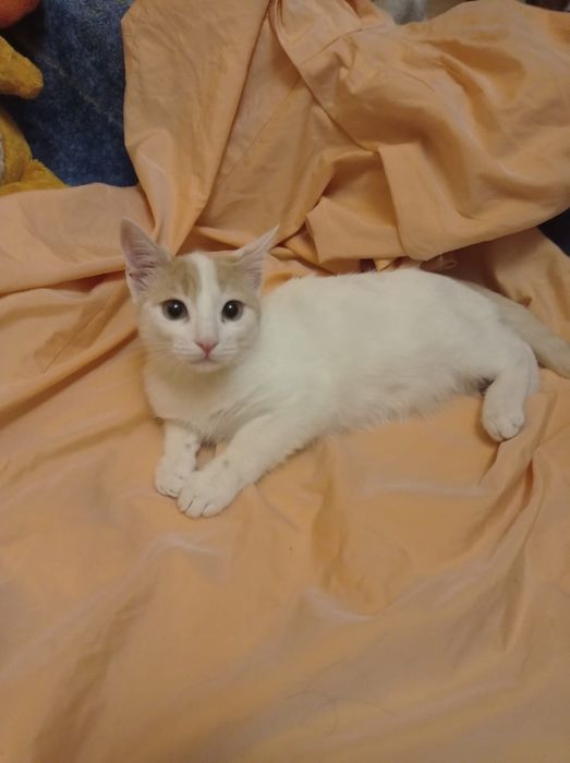 Котята~ счастья в дом