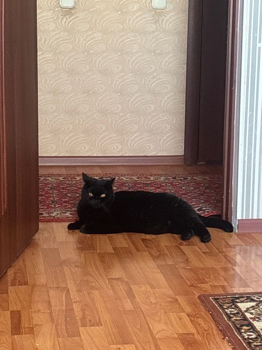 Отдам кота в хорошие руки