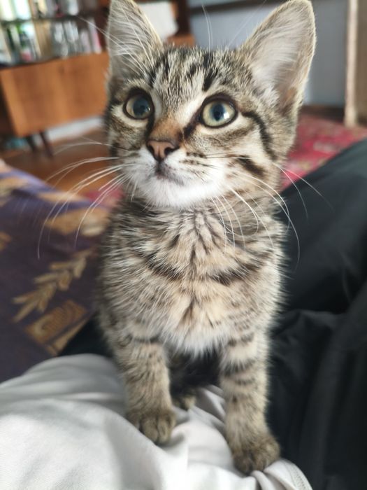Котенок, отдам в добрые руки