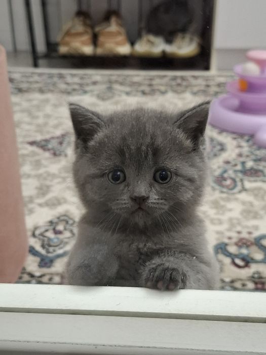 Продаются элитные котята 3 девочки 1 мальчик