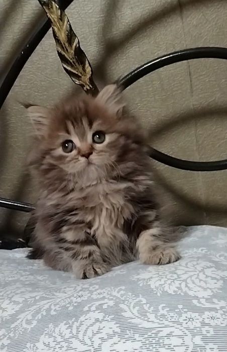 Шикарная Хайленд страйт.