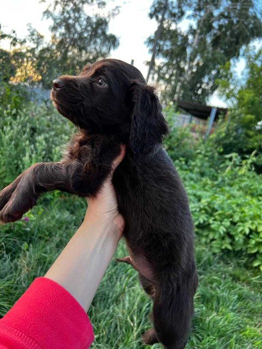 Щенок Русского Спаниеля