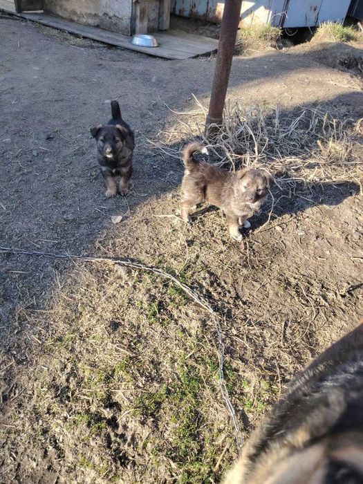 Отдам щенков (мама овчарка)