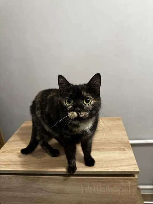 Молодая кошка Дуся