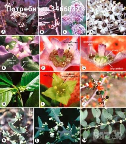 Натурален пчелен мед букет реколта 2025г.