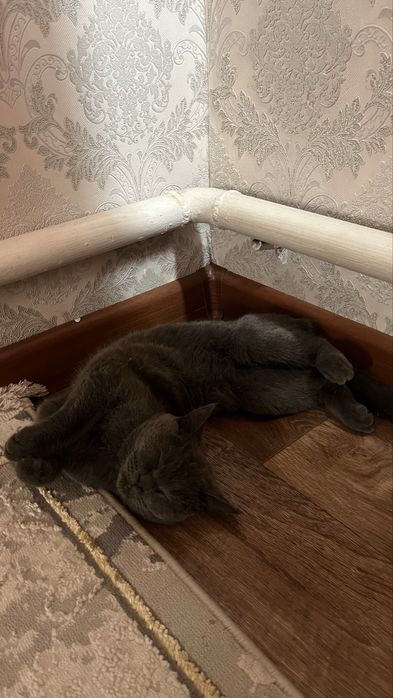 Продаётся британский котёнок